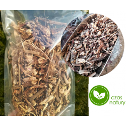 Jeżówka Purpurowa odporność korzeń cięty